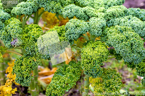 Image of green kale in cultivation