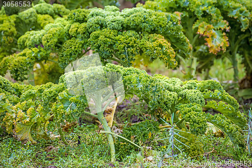 Image of green kale in cultivation