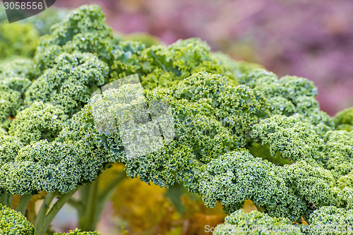 Image of green kale in cultivation