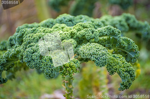 Image of green kale in cultivation