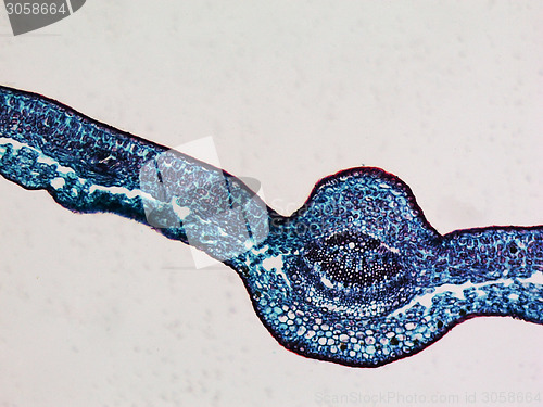 Image of Leaf micrograph
