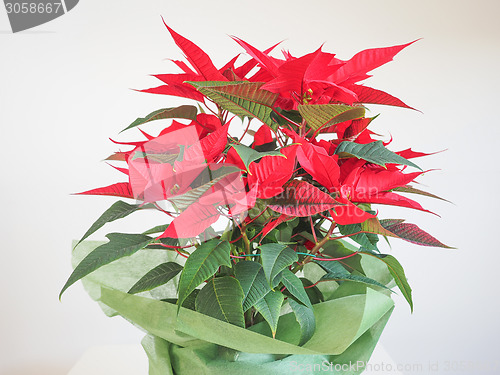 Image of Poinsettia Christmas star