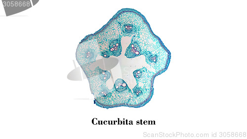 Image of Cucurbita stem micrograph