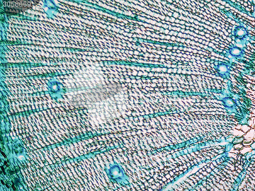 Image of Pine Wood micrograph