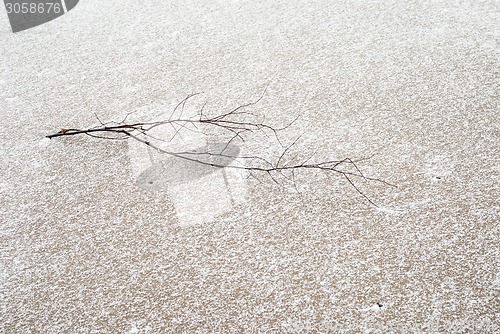 Image of small branch on the sand