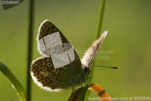 Image of blue butterfly