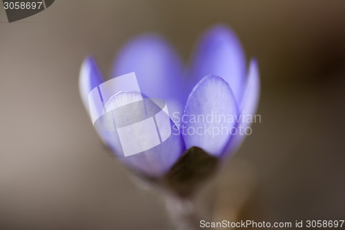 Image of blue anemone