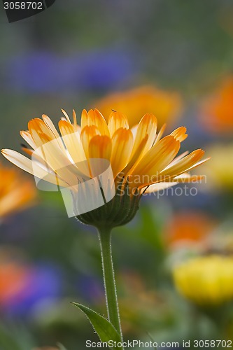 Image of calendula officinalis