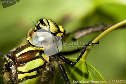 Image of dragon fly