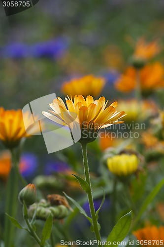 Image of marigolds