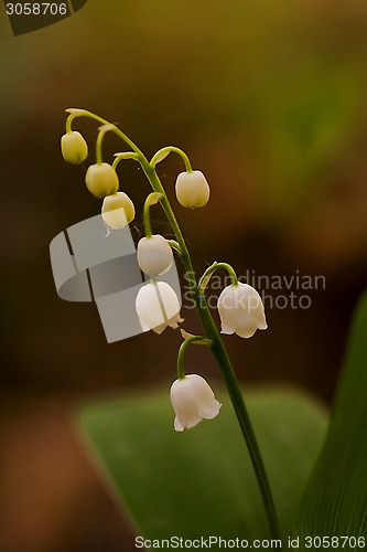 Image of lily of the valley