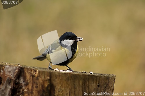 Image of great tit