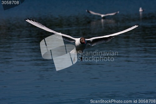 Image of flying gull