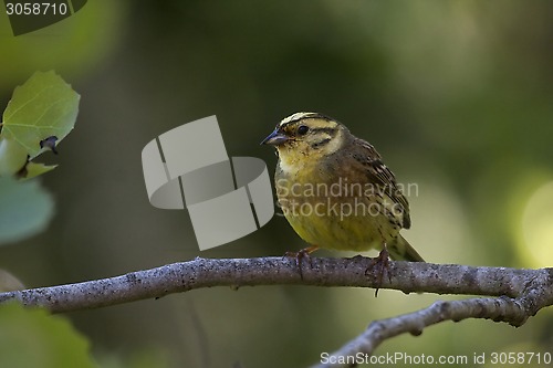 Image of male yellowhammer