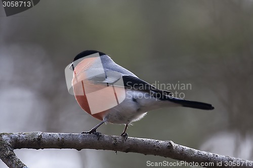 Image of bullfinch