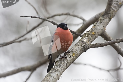 Image of bullfinch