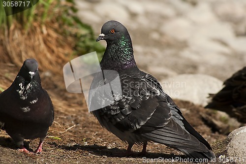 Image of pair of doves