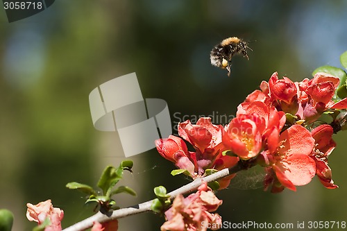 Image of bumble bee over quince