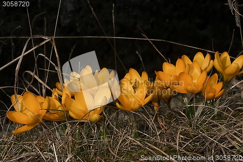 Image of yellow crocus