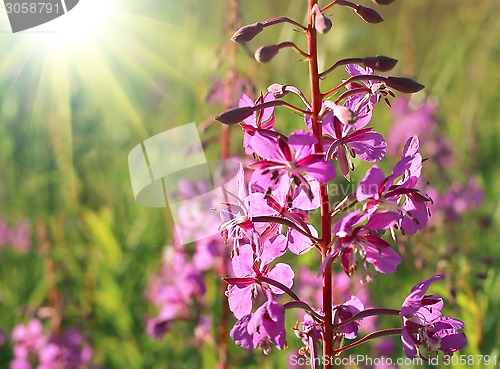 Image of Wild flower of Willow-herb with sunlight