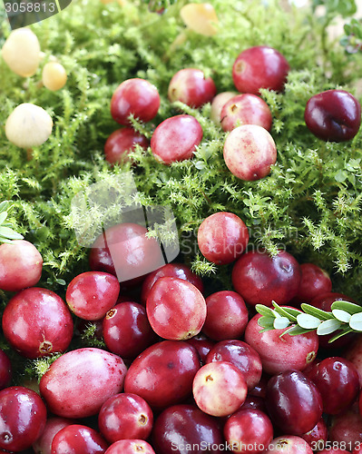 Image of Cranberries