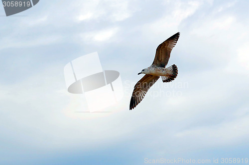 Image of The seagull flies against the cloudy sky.