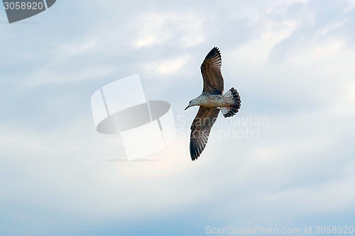 Image of The seagull flies against the cloudy sky.