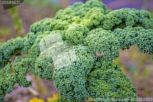 Image of green kale in cultivation