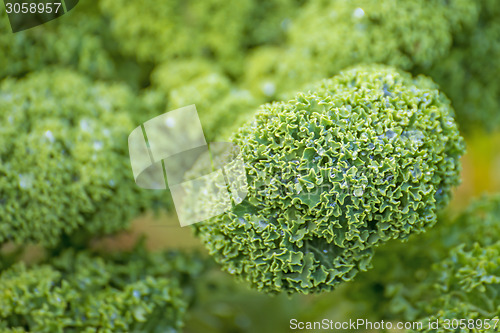 Image of green kale in cultivation