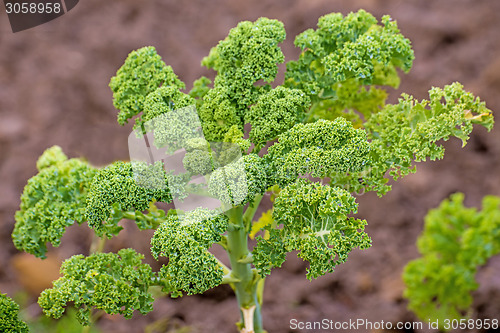 Image of green kale in cultivation