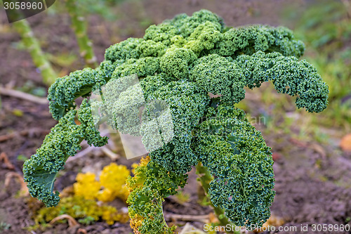 Image of green kale in cultivation