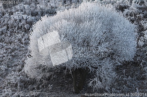 Image of  Hoarfrost