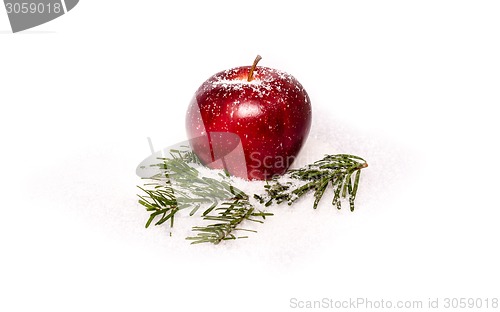Image of Red apple with fir branches in snow