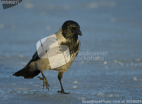 Image of Hooded Crow on the ice