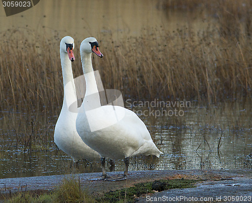 Image of Muted Swan