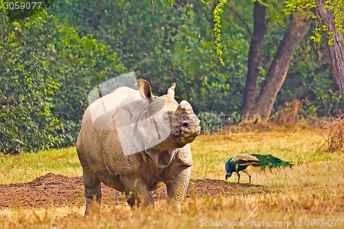 Image of Rhinoceros