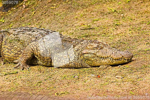 Image of Crocodile