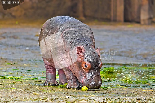 Image of Little hippo