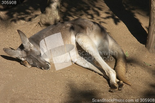 Image of Kangaroo