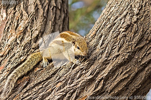 Image of Indian palm squirrel (Funambulus palmarum) 