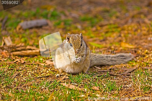 Image of Indian palm squirrel (Funambulus palmarum) 