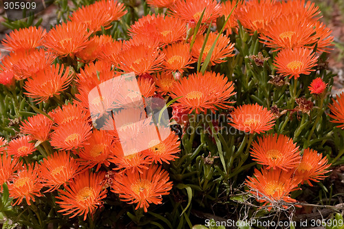 Image of Orange Flowers