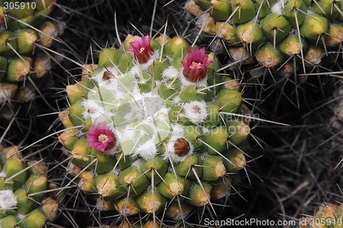 Image of Cactus