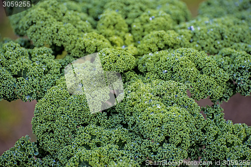 Image of green kale in cultivation