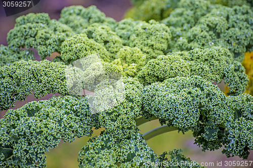 Image of green kale in cultivation