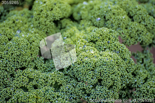 Image of green kale in cultivation