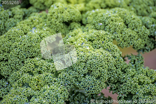 Image of green kale in cultivation