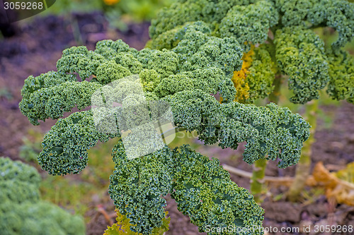 Image of green kale in cultivation