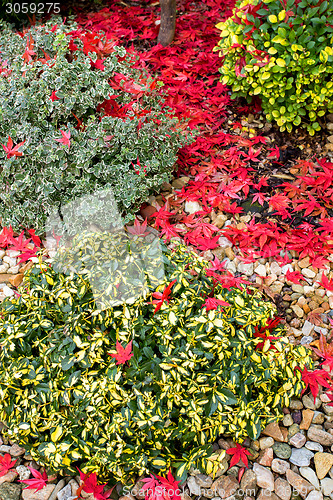 Image of autumn colors composition in home garden