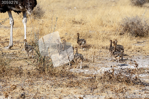 Image of Family of Ostrich with chickens, Struthio camelus, in Namibia